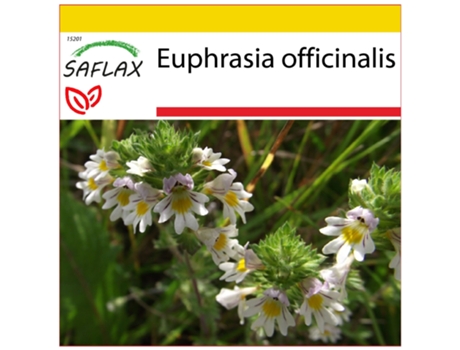 SAFLAX Conjunto de cultivo Eufrasia 200 semillas Con mini invernadero, sustrato de cultivo y 2 macetas Euphrasia officinalis