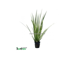 Acorus Variegatus (white/green)