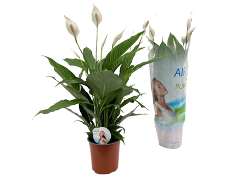Plantas con flores - PLANT IN A BOX - Spathiphyllum Lima - Set de 1 - Maceta 17cm - Altura 60-75cm