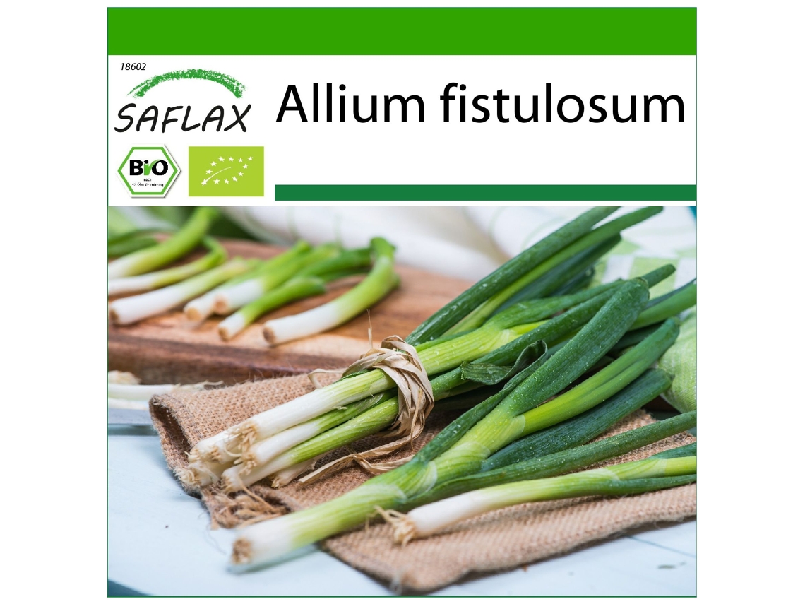 SAFLAX Ecológico Cebolla tierna Ishikura japonés 150 semillas Con sustrato de cultivo libre de gérmenes Allium fistulosum