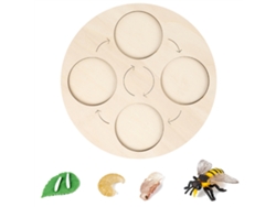 Ats-kit Ciclo De Vida De Insectos Con Bandejas De Madera Herramientas Educatsivas Para Niños Proyecto Escolar