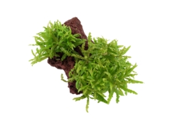 Pogostemon Helferi