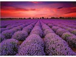 Rompecabezas De 1000 Piezas De Campo De Lavanda De Provenza, Rompecabezas De Flores De Lavanda, Rompecabezas De Paisaje Francés (morado)
