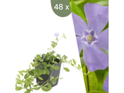 | 48 Plantas De Pervinca | Vinca Minor | Cobertura Del Suelo Resistente | Plantas Perennes Resistentes | Plantas De Jardín Resistentes Plants By Frank