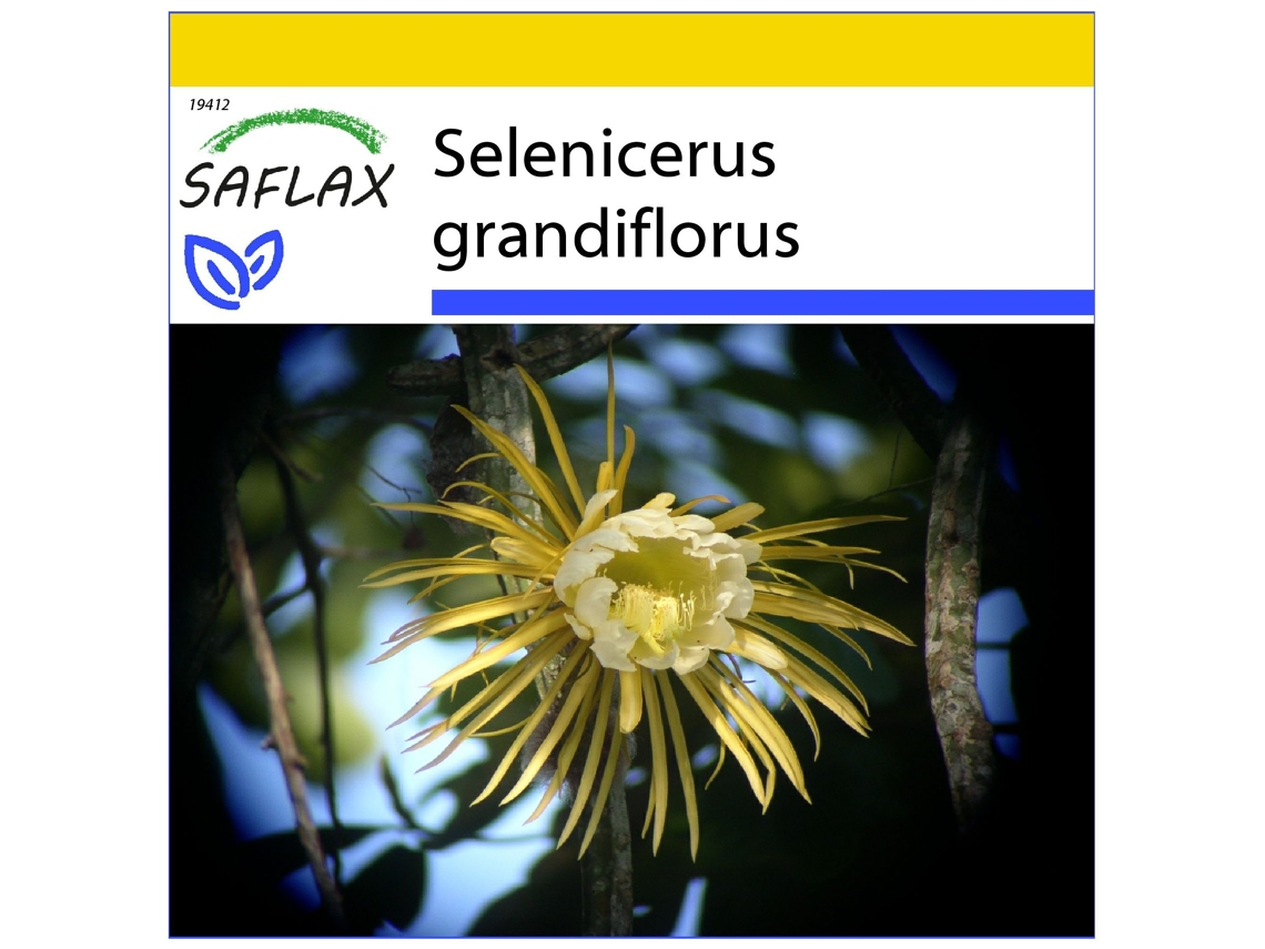 SAFLAX Conjunto de cultivo Reina de las flores 40 semillas Con mini invernadero, sustrato de cultivo y 2 macetas Selenicerus grandiflorus