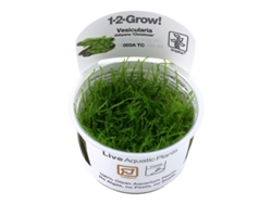 Vesicularia Montagnei 'christmas Moss' - In Vitro