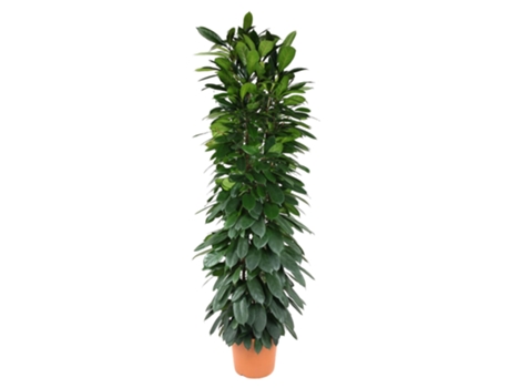 ABB ABB Africano Ficus Cyati Pulse 1 pieza 200 cm