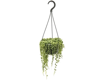 Hanging plants - PLANT IN A BOX - Senecio Rowleyanus - Set de 1 - Maceta 12cm - Altura 10-20cm