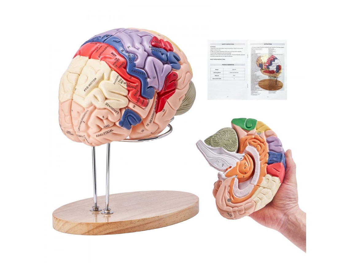 Modelo anatómico de cerebro humano de PVC con segmentos desmontables Tekmaquinas