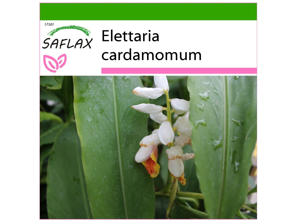 SAFLAX Cardamomo 20 semillas Con sustrato de cultivo libre de gérmenes Elettaria cardamomum