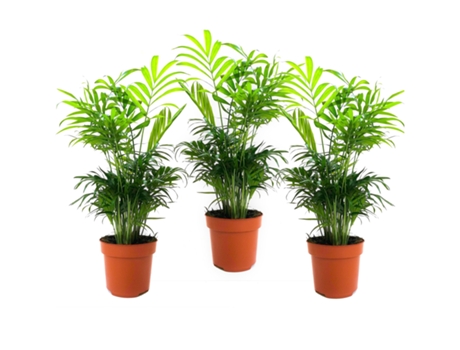 Palmeras - PLANT IN A BOX - Chamaedorea elegans - Set de 3 - Maceta 12cm - Altura 30-40cm