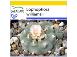 SAFLAX Conjunto de cultivo Peyote 20 semillas Con mini invernadero, sustrato de cultivo y 2 macetas Lophophora williamsii