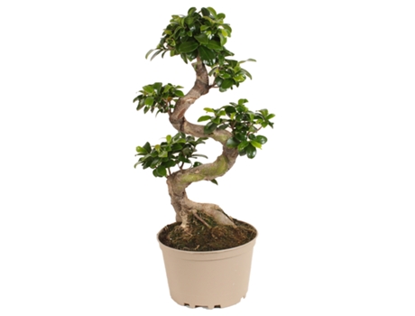 Bonsáis - PLANT IN A BOX - Ficus microcarpa Ginseng - Set de 1 - Maceta 20cm - Altura 55-65cm