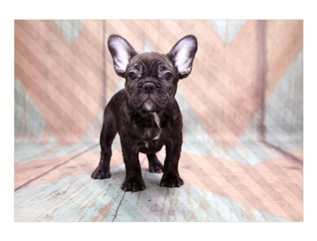 Papel de Pared ARTGEIST French Bulldog (400x280)