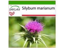 SAFLAX Cardo mariano 75 semillas Con sustrato de cultivo libre de gérmenes Silybum marianum