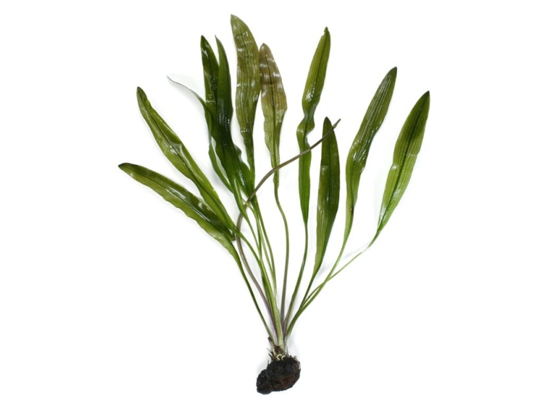 Aponogeton Henkelianus - Tuber With Small Leaves