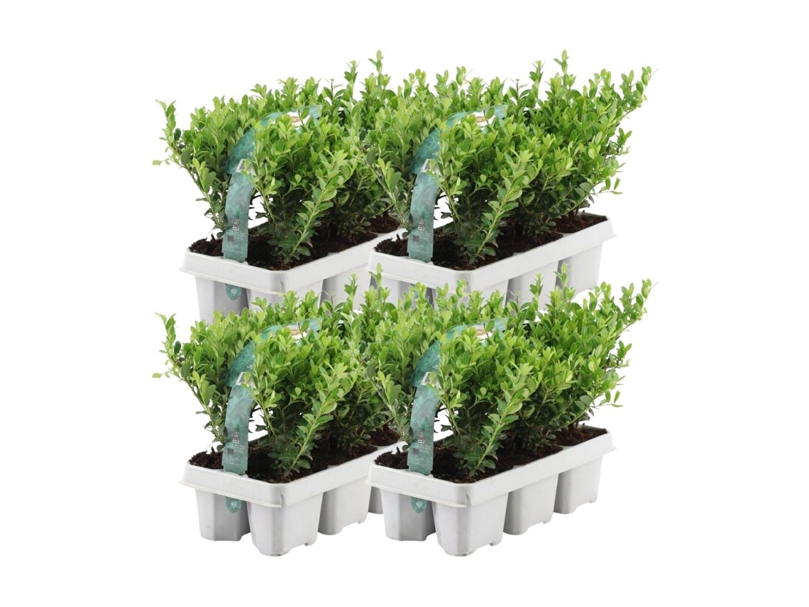 24 Acebo | Plantas de setos resistentes | 24 x Ø7 cm - 15 cm Ilex crenata Jenny | Plantas de seto | reemplazo de boj