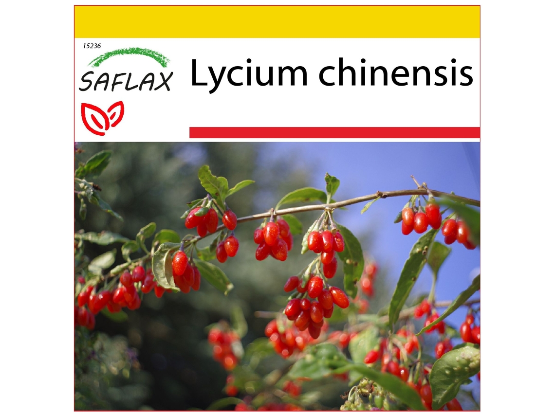 SAFLAX Conjunto de cultivo Baya de Goji 200 semillas Con mini invernadero, sustrato de cultivo y 2 macetas Lycium chinensis