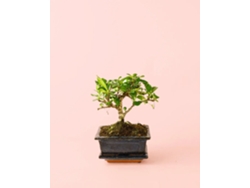 Bonsái con maceta y plato de cerámica | Planta decorativa de interior | Pur Plant