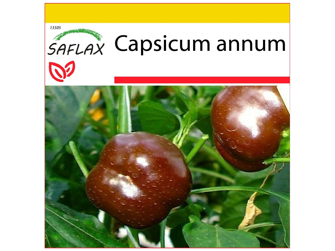 SAFLAX Conjunto de cultivo Pimiento sweet chocolate 10 semillas Con mini invernadero, sustrato de cultivo y 2 macetas Capsicum annum