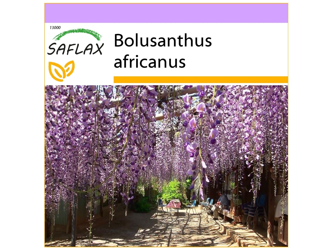 SAFLAX Glicinia africana 15 semillas Bolusanthus africanus