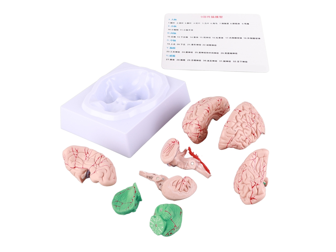 Modelo Anatómico Del Cerebro Humano Para Niños - Estudio De Neurociencia - Molde Para La Escuela Y El Hogar