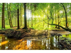 Fotomural OEDIM Bosque Primavera (Multicolor - 350x250cm - Vinilo)