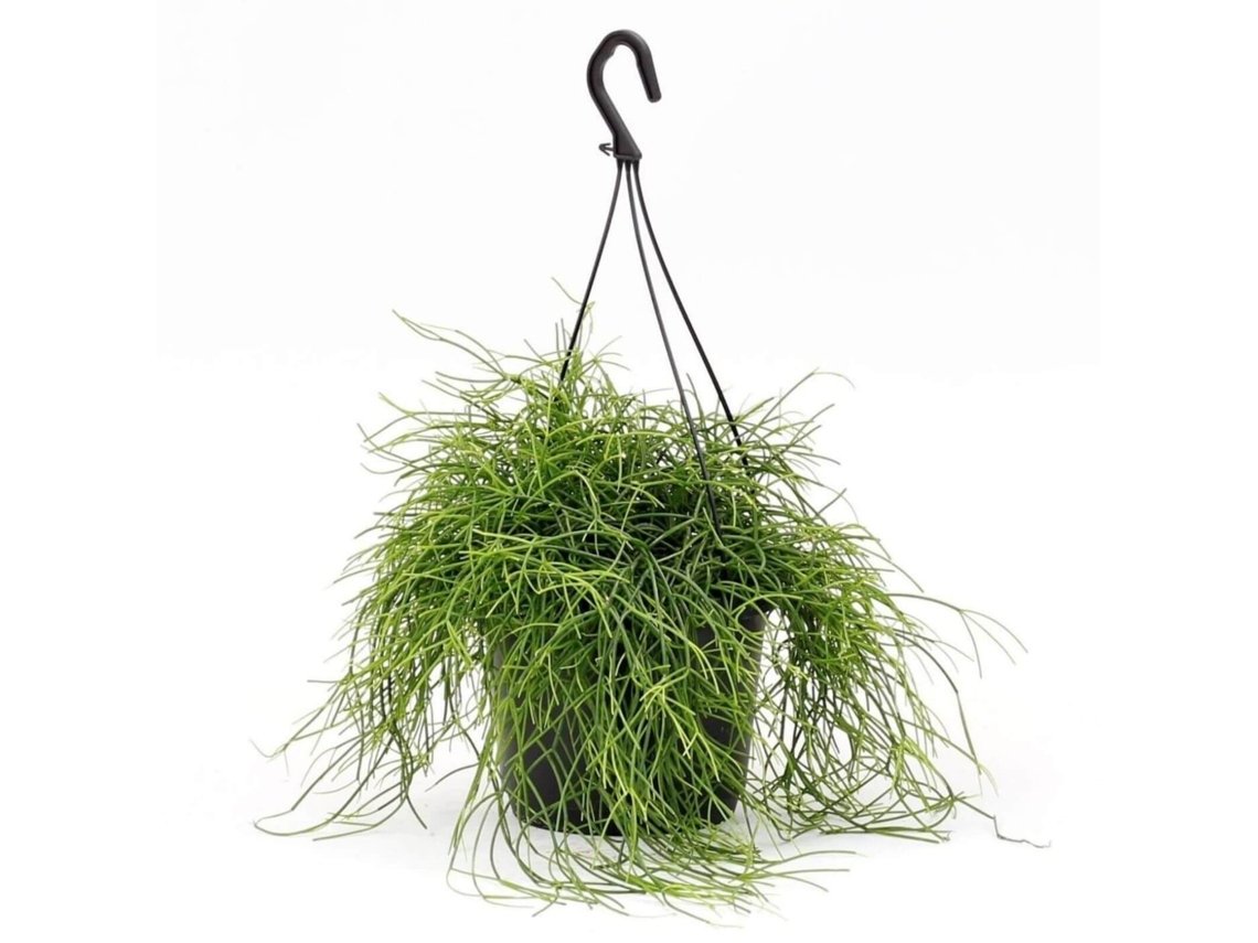 Planta Natural BIOMAPLANTS Rhipsalis baccifera ‘Oasis’ (30-40 cm - Maceta 19 cm)