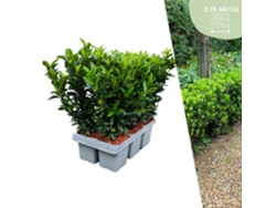 6 plantas de seto verde de Spirea | Euonymus japonicus Aguja verde | Reemplazo de boj | plantas de seto resistentes