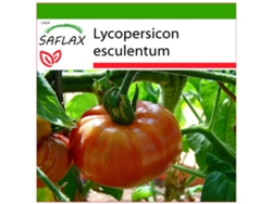 SAFLAX Tomate Brandywine 10 semillas Con sustrato de cultivo libre de gérmenes Lycopersicon esculentum