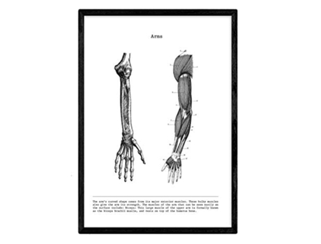 Láminas NACNIC Biología y Medicina Detalle de Brazo (A3)