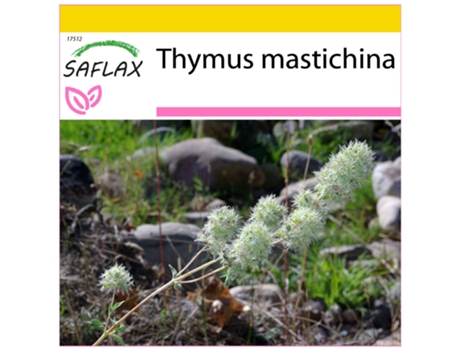 SAFLAX Conjunto de cultivo Tomillo blanco 250 semillas Con mini invernadero, sustrato de cultivo y 2 macetas Thymus mastichina