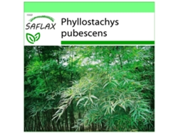 SAFLAX Garden to go Bambú moso 20 semillas Con maceta, tapa climática y sustrato de cultivo Phyllostachys pubescens