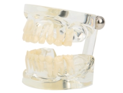 Modelo Transparente De Dientes De Leche Primarios Para La Enseñanza En Jardines De Infancia Y Hospitales.