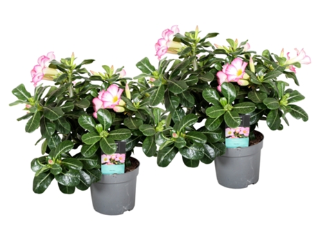 Plantas con flores - PLANT IN A BOX - Adenium obesum - Set de 2 - Maceta 13cm - Altura 30-45cm