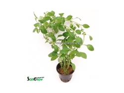 Ludwigia Palustris Green