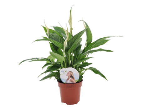 Plantas con flores - PLANT IN A BOX - Spathiphyllum 'Torelli' - Set de 1 - Maceta 12cm - Altura 30-45cm
