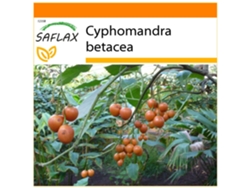 SAFLAX Garden in the bag Tomate de árbol 50 semillas Con sustrato de cultivo en una práctica bolsa automontable Cyphomandra betacea