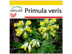 SAFLAX Conjunto de cultivo Primavera 100 semillas Con mini invernadero, sustrato de cultivo y 2 macetas Primula veris