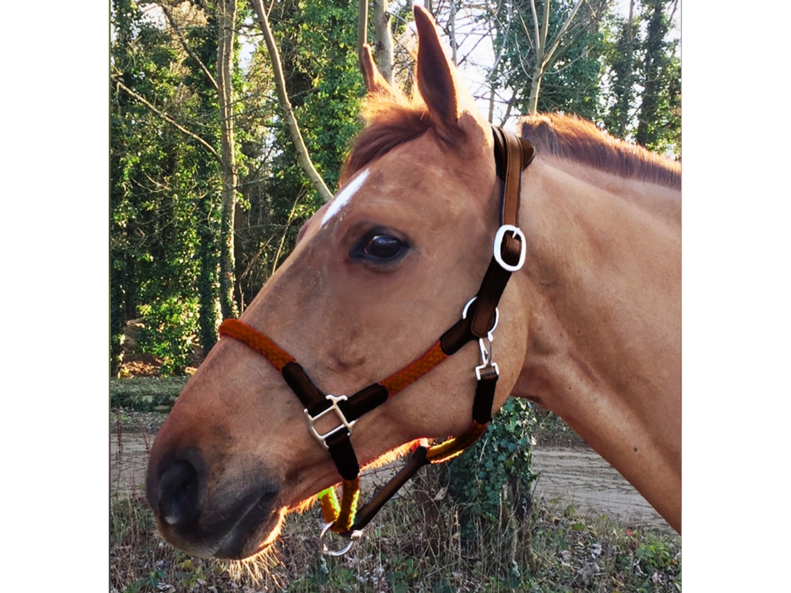 Cabezada y cuerda de cuero para caballos Cavaletti Tara