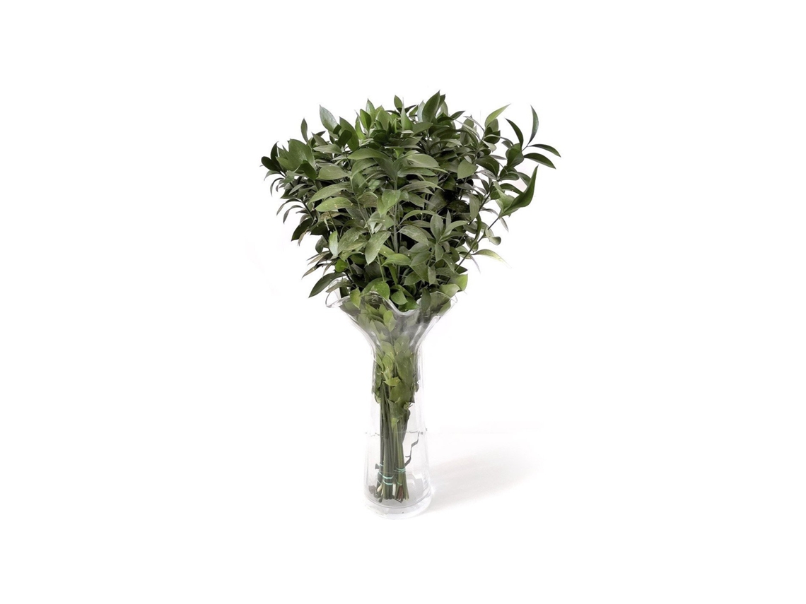 Ruscus | Flor Natural | Ramo de 50 tallos | Verde | 80cm de alto