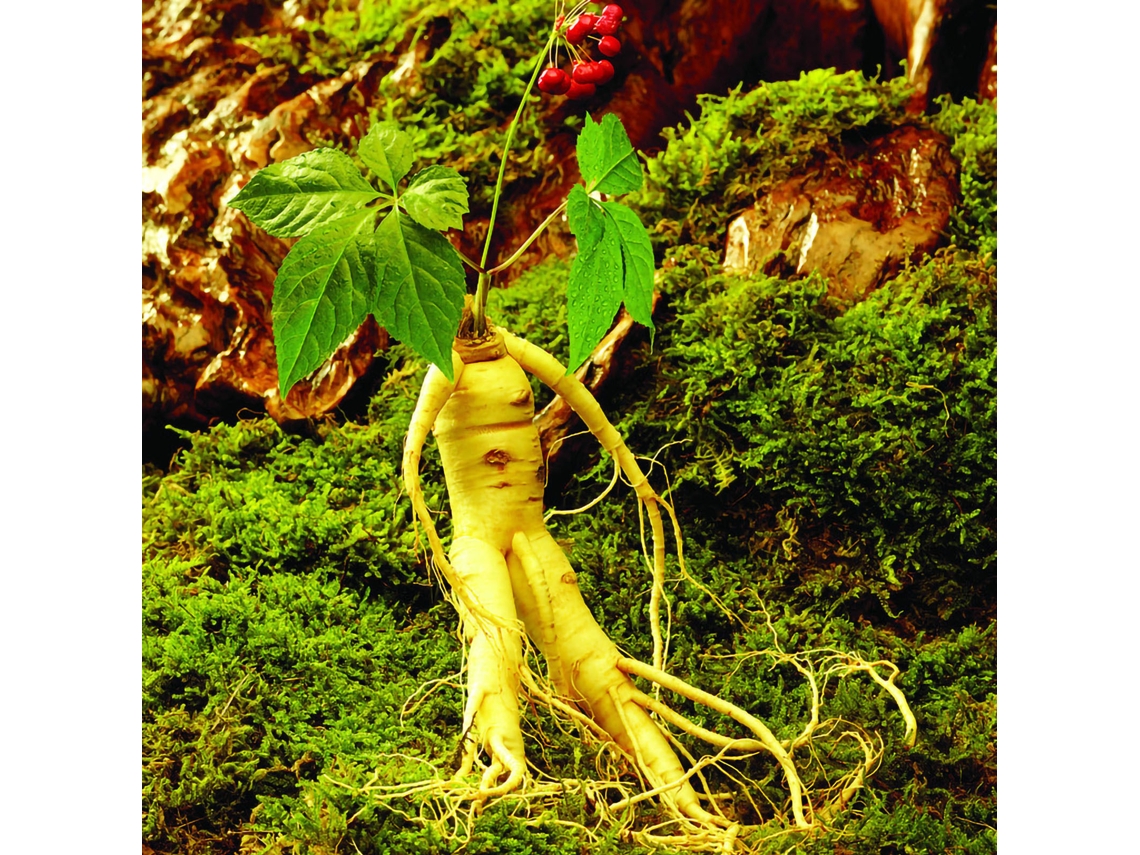 Semillas De Ginseng Raras Para Plantar En El Jardín: Una Hierba Medicinal De Fácil Cultivo.
