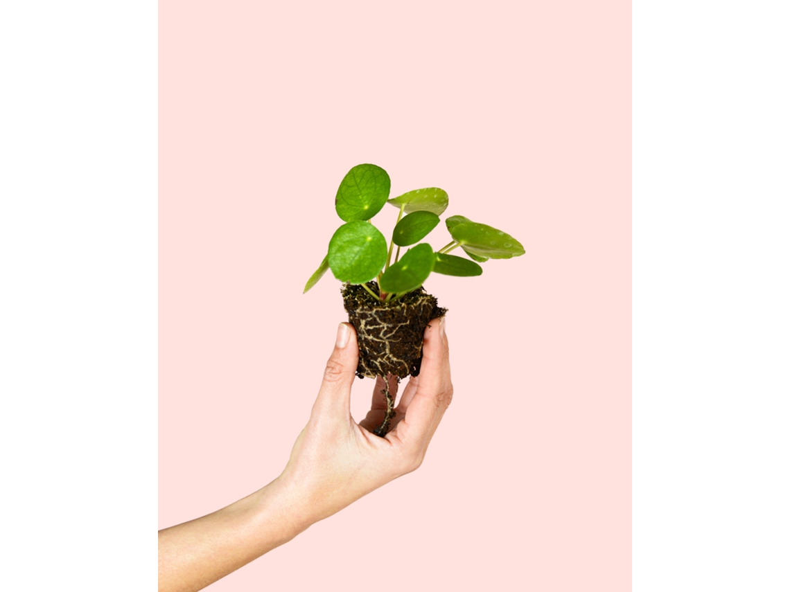 Pilea Peperomioides | Planta de interior natural, resistente y apta para mascotas | Pur Plant