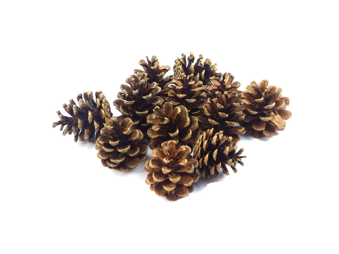 Piñas secas 5x8 cm 1 kg Natural X 45 Floristrywarehouse