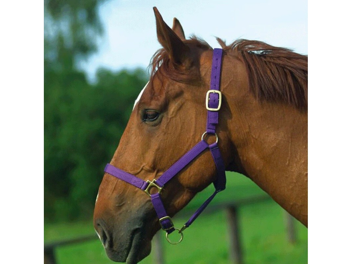 Cabezada para caballos Norton Doublé cuir