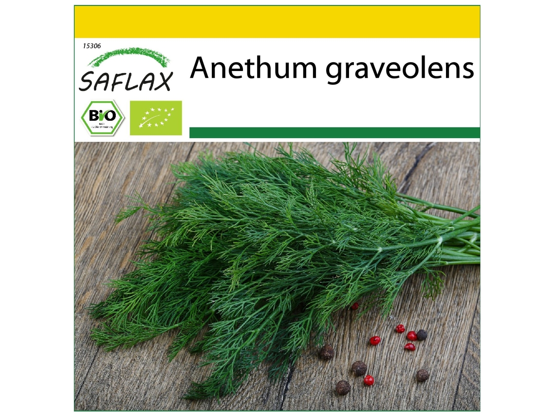 SAFLAX Conjunto de cultivo Ecológico Eneldo 700 semillas Con mini invernadero, sustrato de cultivo y 2 macetas Anethum graveolens