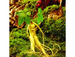Semillas De Ginseng Raras Para Plantar En El Jardín: Una Hierba Medicinal De Fácil Cultivo.