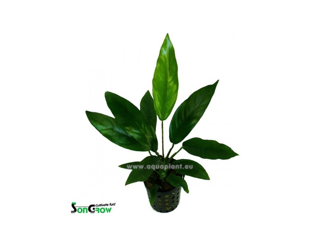 Anubias Barteri Glabra