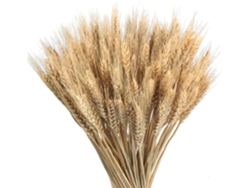 Ramo de trigo seco natural para decoración, flores secas para centro de mesa de boda, balcón, jarrón, decoración de fiesta, Jeiibrzui