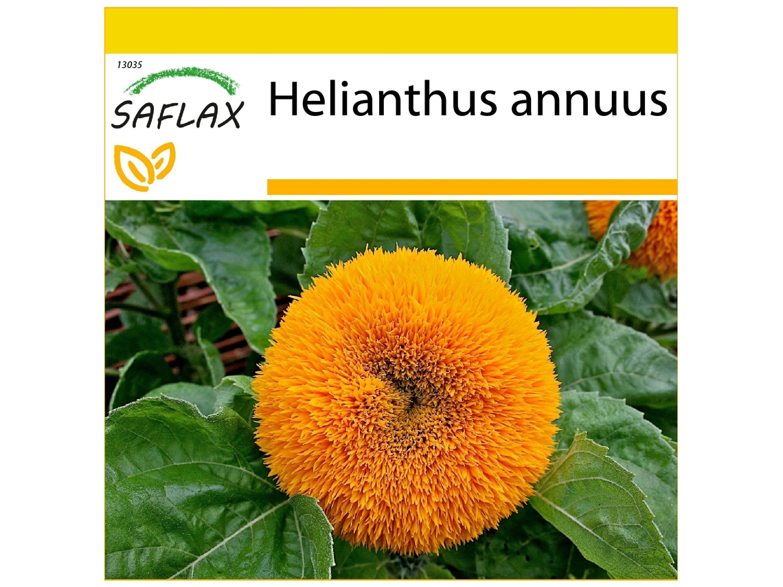 SAFLAX Conjunto de cultivo Girasol enano 40 semillas Con mini invernadero, sustrato de cultivo y 2 macetas Helianthus annuus
